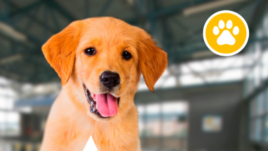 Así puedes viajar con tu mascota en el Metro de Medellín