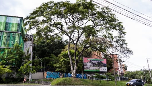 El Metro de la 80 cuidará cerca de 13.456 árboles